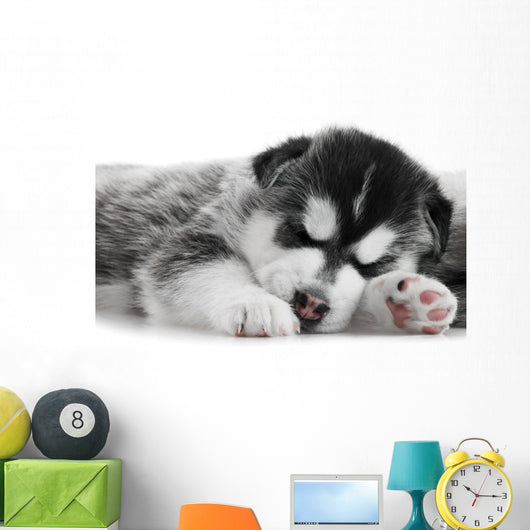 One Siberian Husky Puppy Wall Mural
