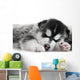 One Siberian Husky Puppy Wall Mural