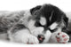 One Siberian Husky Puppy Wall Mural