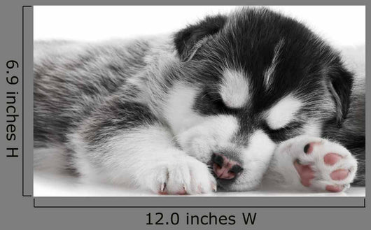 One Siberian Husky Puppy Wall Mural