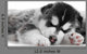 One Siberian Husky Puppy Wall Mural