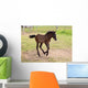 Camargue Foal Wall Mural