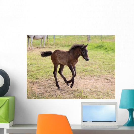 Camargue Foal Wall Mural