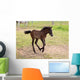 Camargue Foal Wall Mural