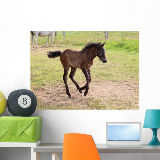 Camargue Foal Wall Mural
