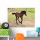 Camargue Foal Wall Mural