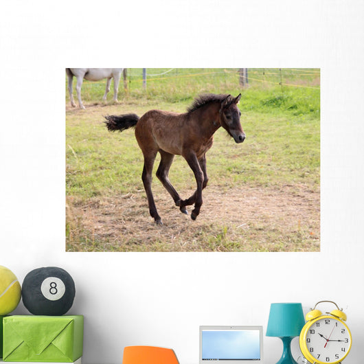 Camargue Foal Wall Mural
