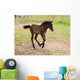 Camargue Foal Wall Mural