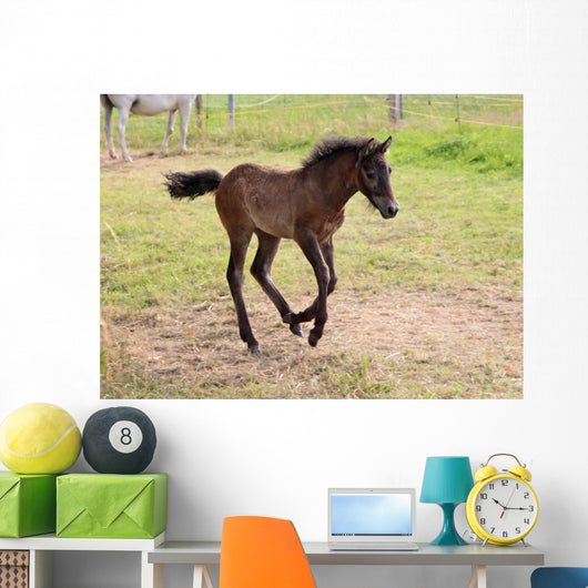 Camargue Foal Wall Mural