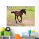 Camargue Foal Wall Mural