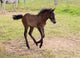 Camargue Foal Wall Mural