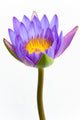 Blue Lotus Flower and