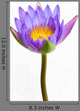 Blue Lotus Flower and