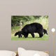 Black Bear Wall Mural