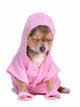 Chihuahua Dog Dressed with