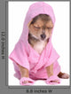 Chihuahua Dog Dressed with