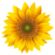 Sunflower isolated, vector. Wall Decal