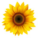 Sunflower isolated, vector. Wall Decal