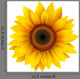 Sunflower isolated, vector. Wall Decal