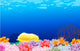 Beautiful Corals