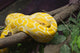 Up Golden Thai Python