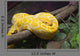 Up Golden Thai Python