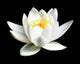 White Water Lily Flower