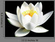 White Water Lily Flower