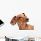 Dachshund Wall Mural