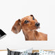Dachshund Wall Mural