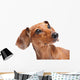 Dachshund Wall Mural