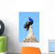 Peacock Wall Mural