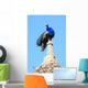 Peacock Wall Mural