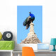 Peacock Wall Mural