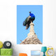 Peacock Wall Mural