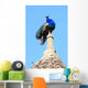Peacock Wall Mural
