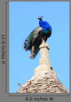 Peacock Wall Mural
