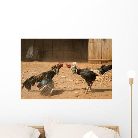 cock fight Wall Mural