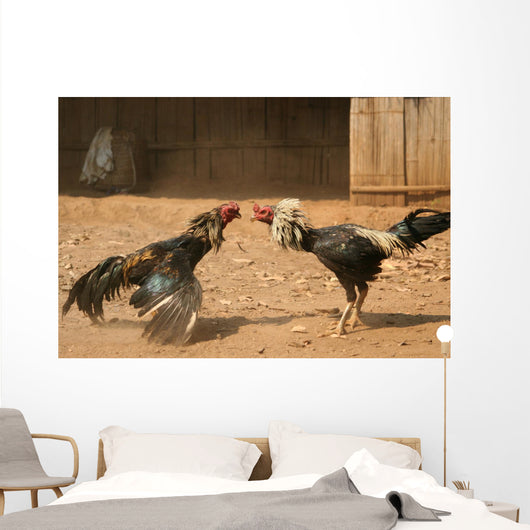 cock fight Wall Mural