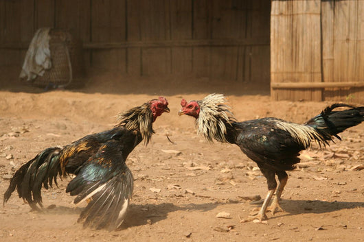 cock fight Wall Mural