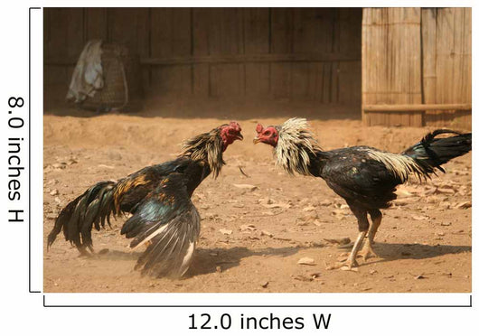 cock fight Wall Mural