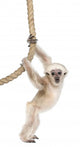 Young Pileated Gibbon Wall Decal