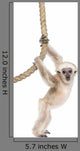 Young Pileated Gibbon Wall Decal