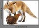 Red Fox Wall Decal