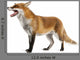 Red Fox Wall Decal