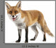 Red Fox Wall Decal