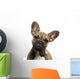 Close-up French Bulldog Puppy Wall Decal