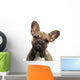 Close-up French Bulldog Puppy Wall Decal
