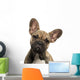 Close-up French Bulldog Puppy Wall Decal