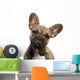 Close-up French Bulldog Puppy Wall Decal